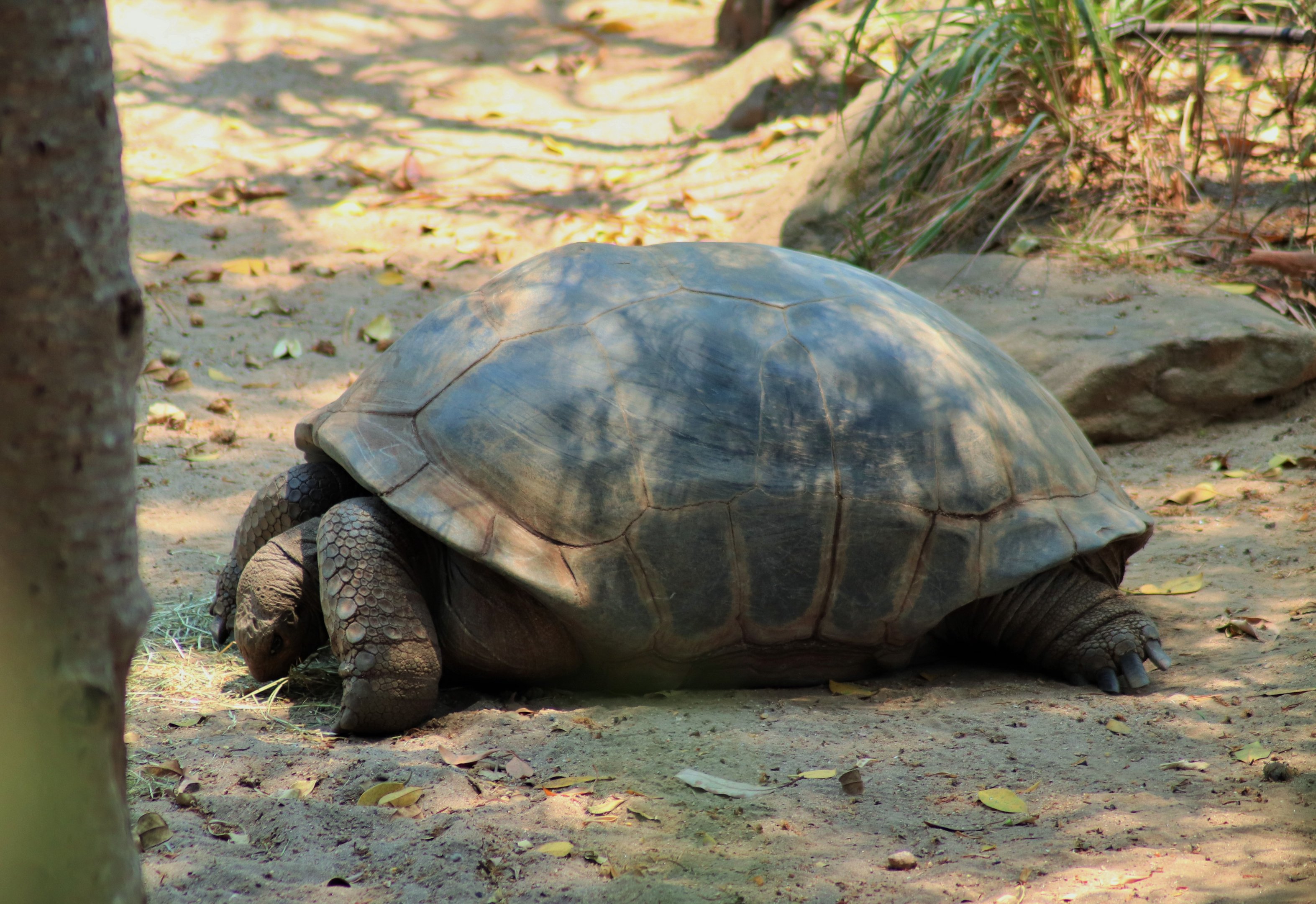 Aldabra Tortoise (Aldabrachelys gigantea)