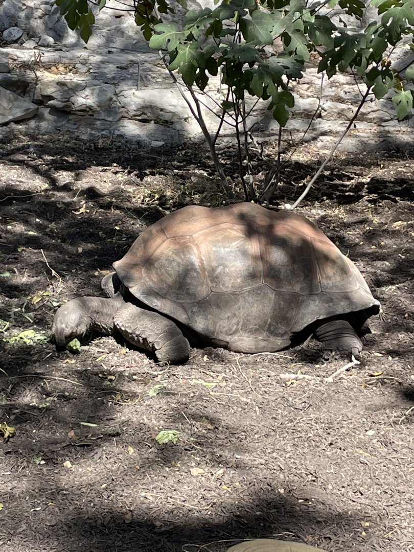 Aldabra tortoise (Aldabrachelys gigantea)