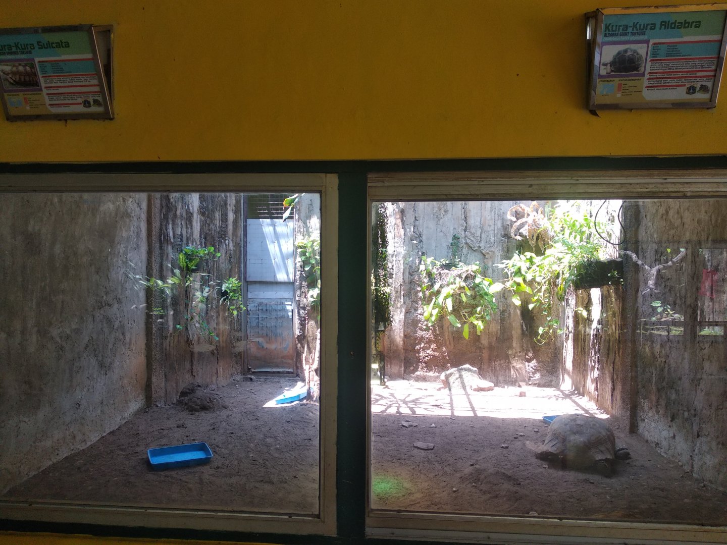 Aldabra tortoise and African spurred tortoise mixed exhibit