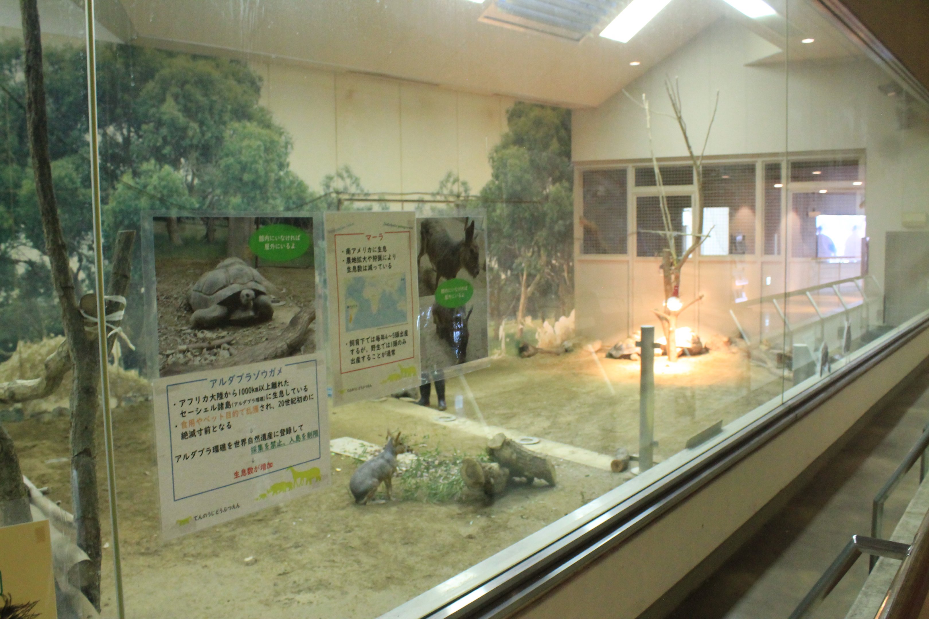Aldabra Tortoise and Mara