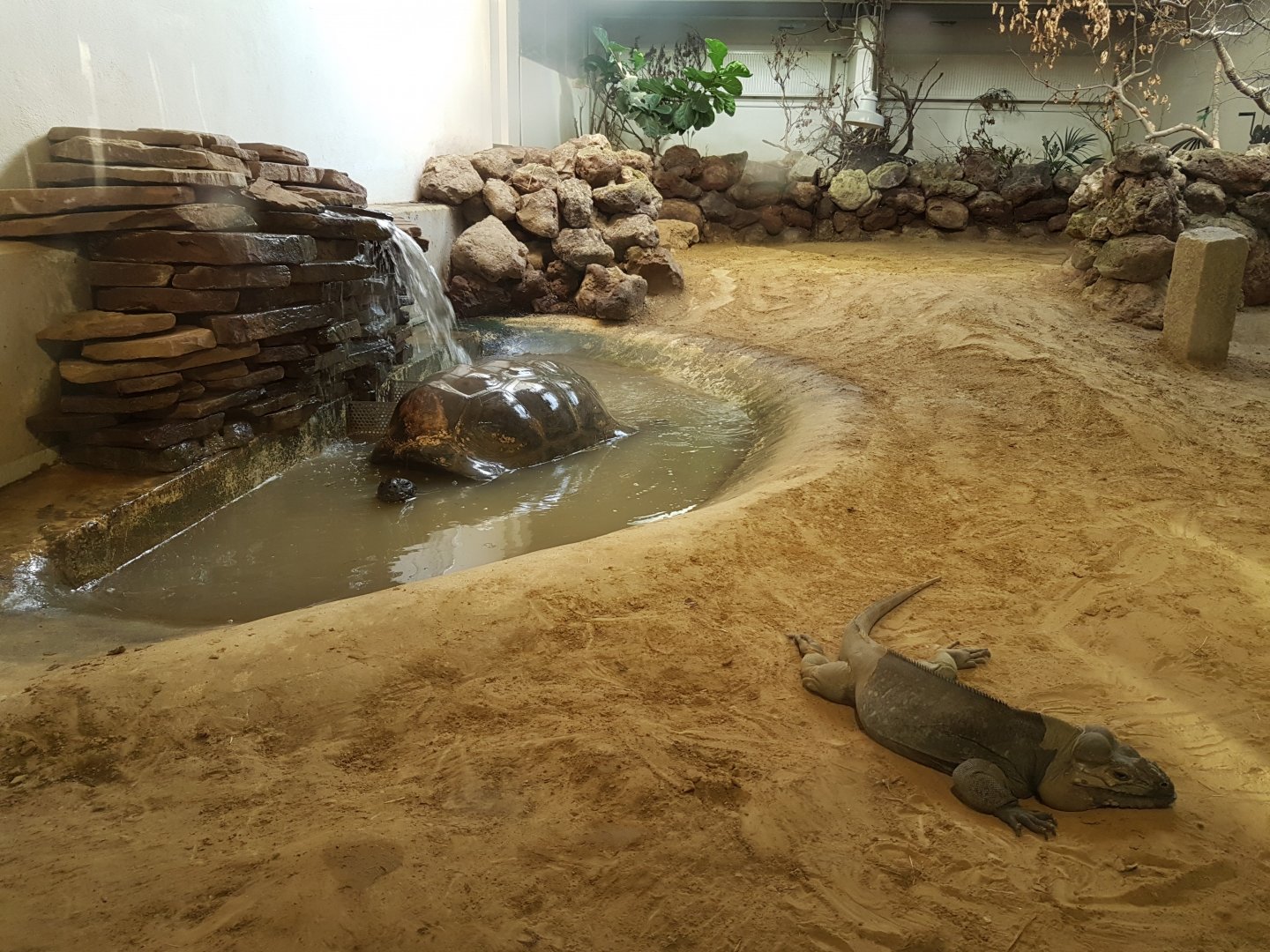 Aldabra tortoise and Rhino iguana