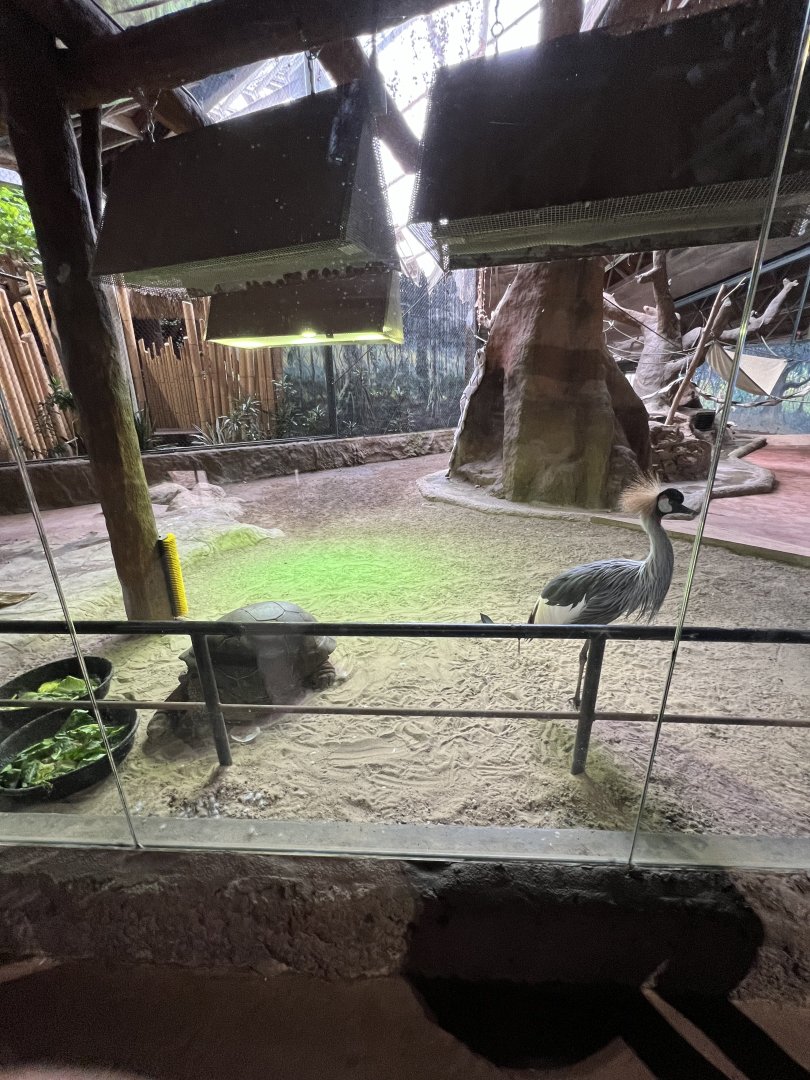 Aldabra Tortoise and West African Crowned Crane