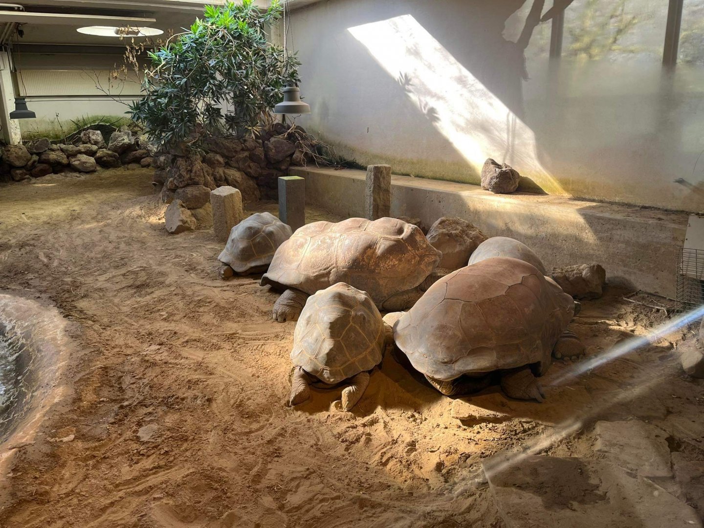 Aldabra tortoise at Artis