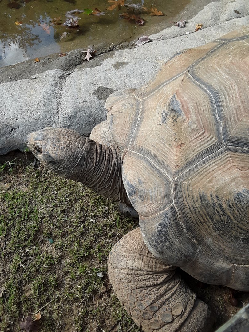 Aldabra Tortoise at the Greensboro Science Center