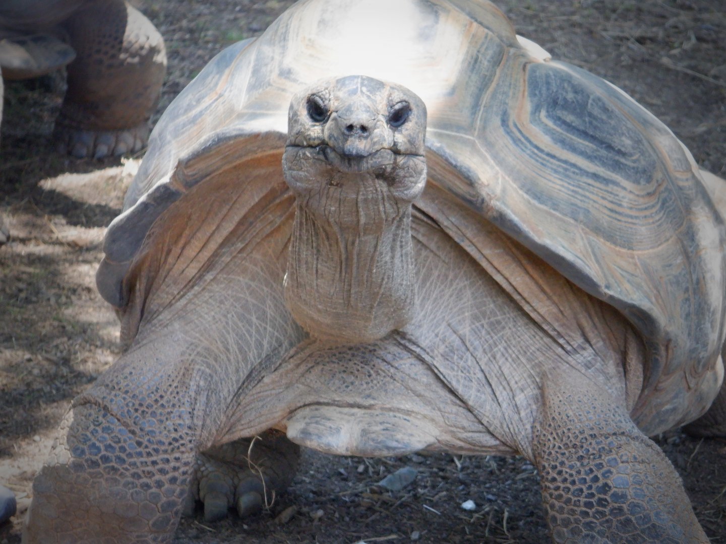 Aldabra Tortoise at the Greensboro Science Center