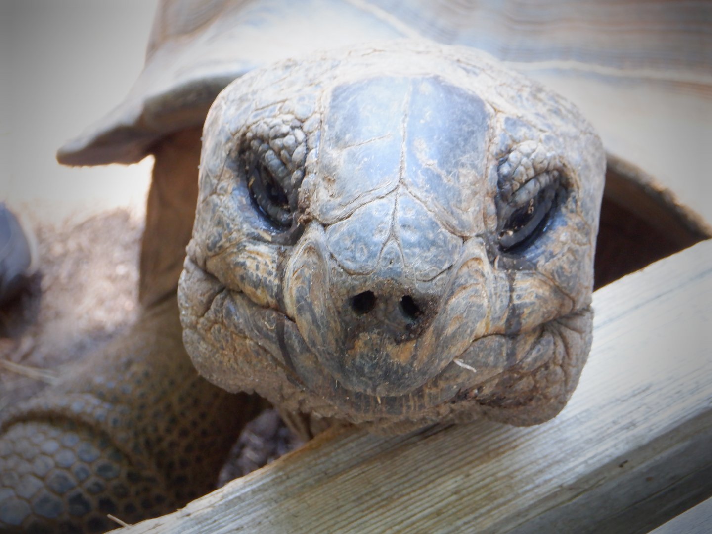 Aldabra Tortoise at the Greensboro Science Center