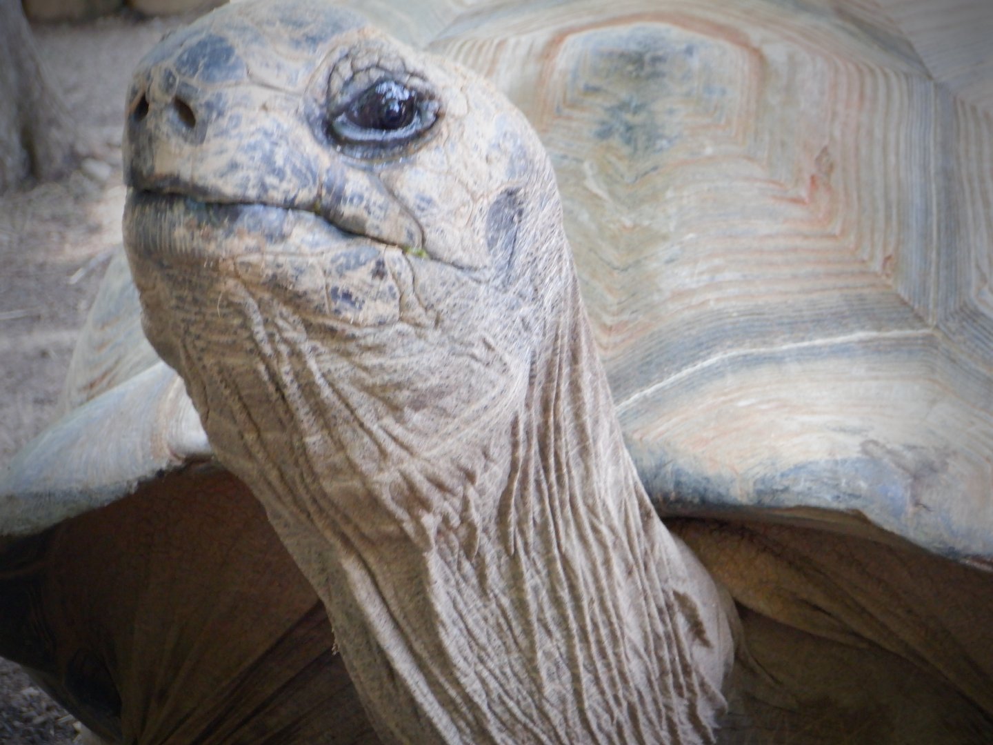 Aldabra Tortoise at the Greensboro Science Center