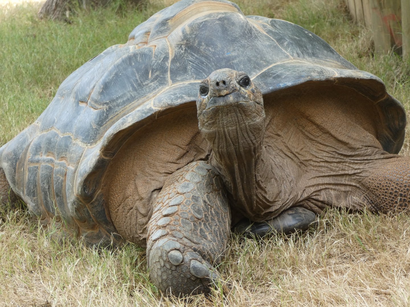 Aldabra Tortoise at the Greensboro Science Center