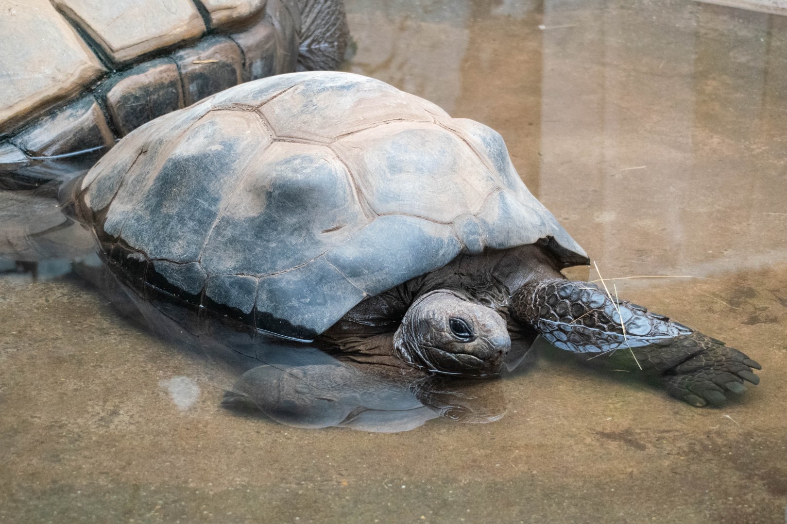 Aldabra Tortoise at Twycross Zoo