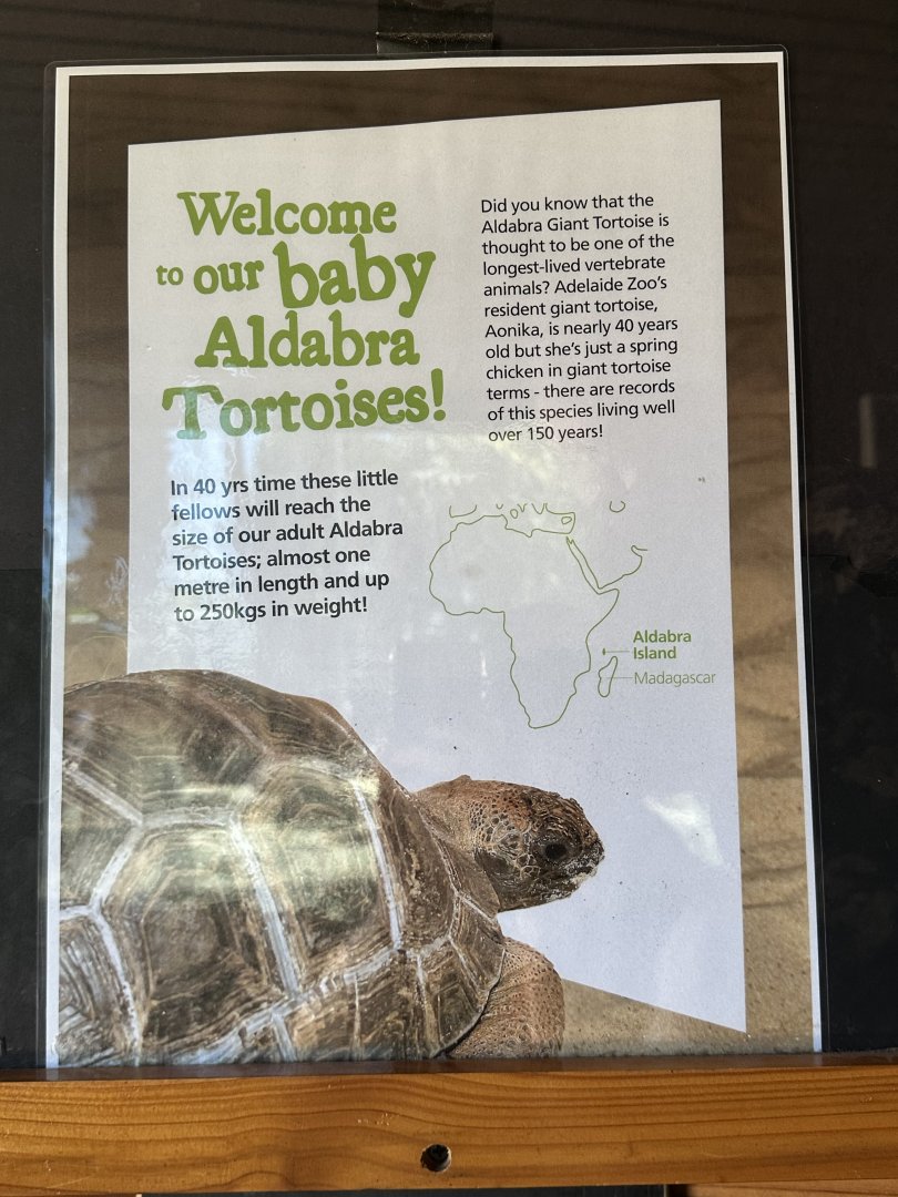 Aldabra tortoise ‘babies’