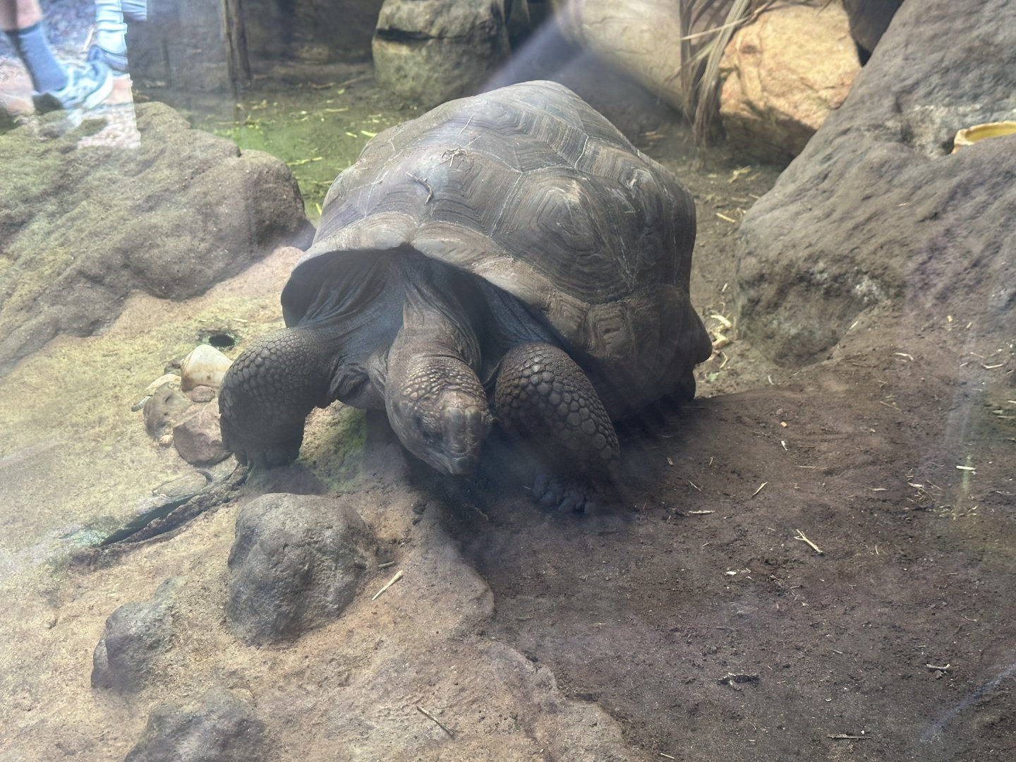 Aldabra tortoise ‘baby’