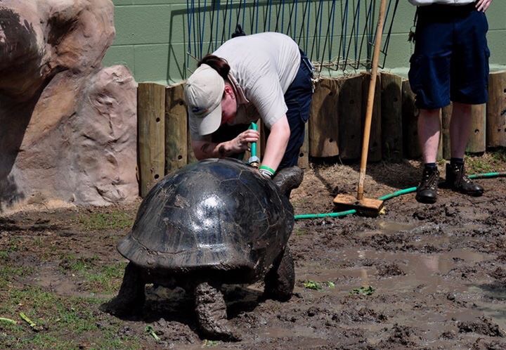 Aldabra Tortoise care