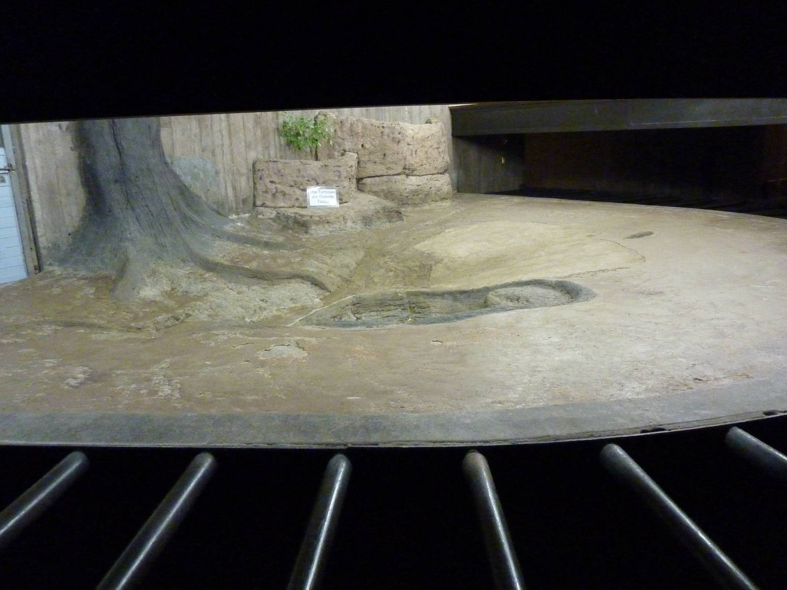 Aldabra Tortoise Enclosure - Indoor Area