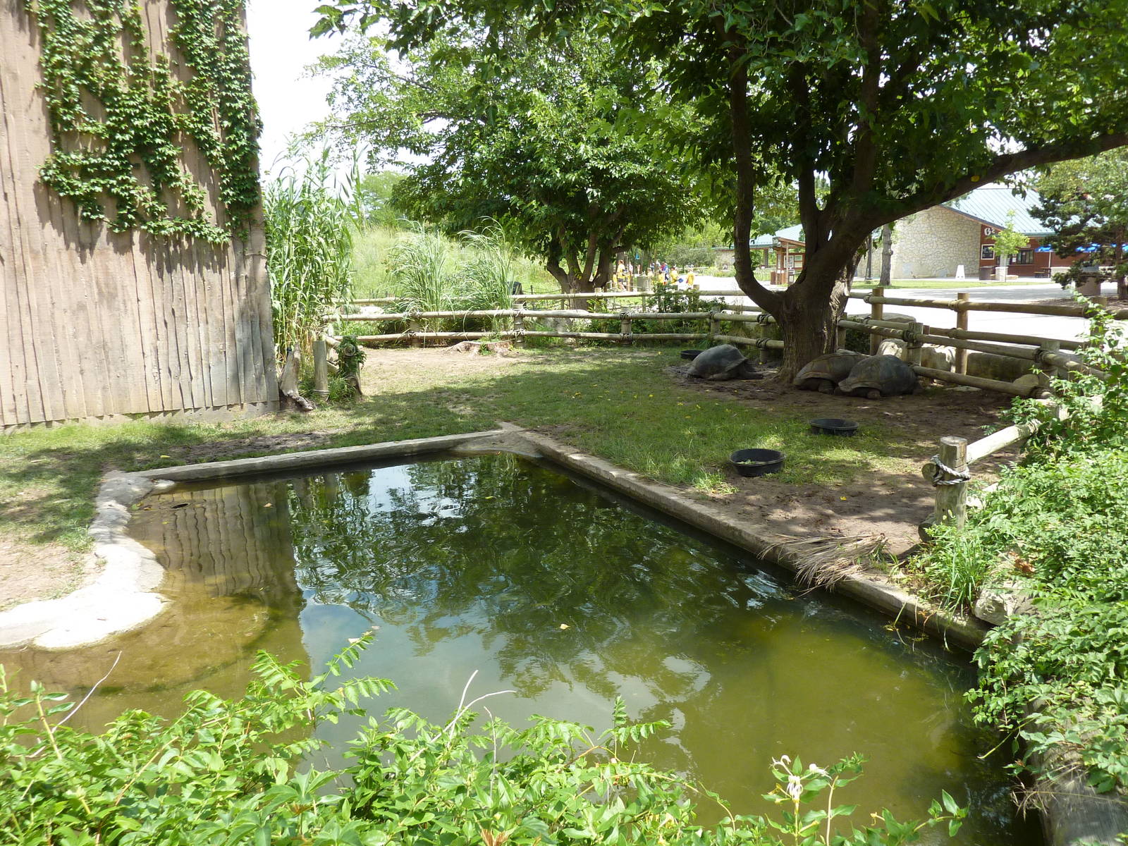 Aldabra Tortoise Enclosure