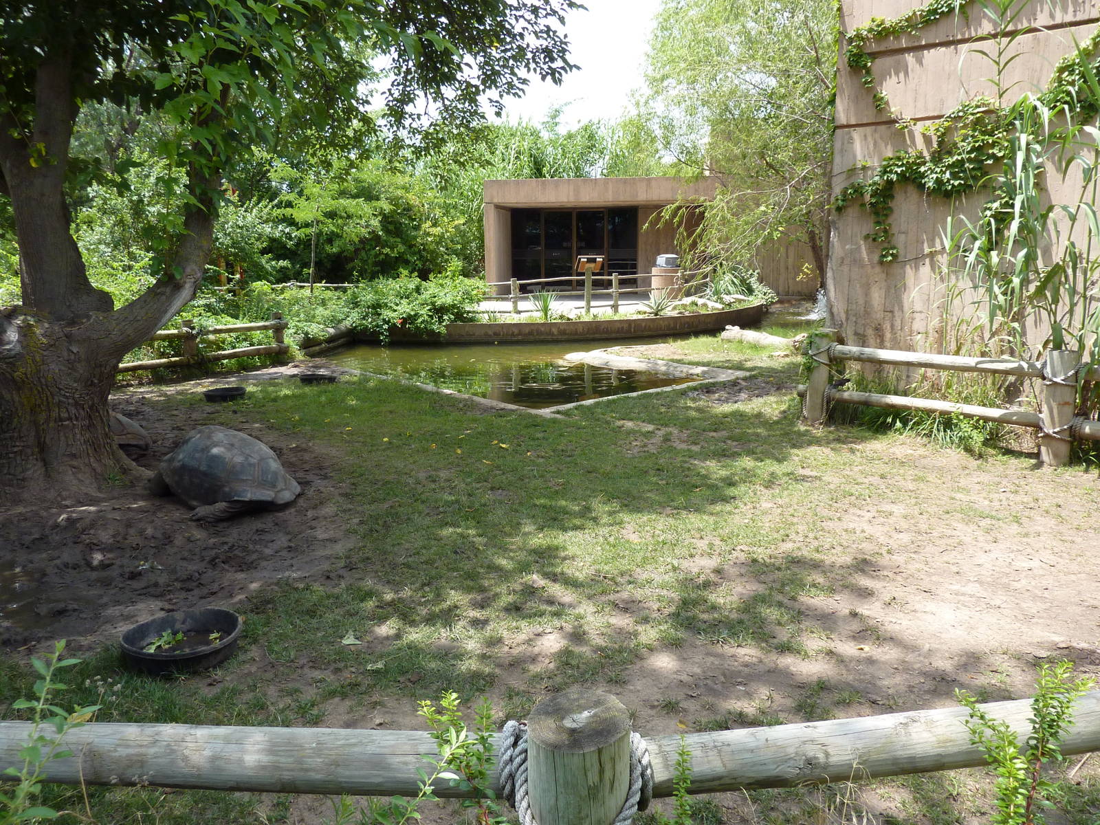 Aldabra Tortoise Enclosure
