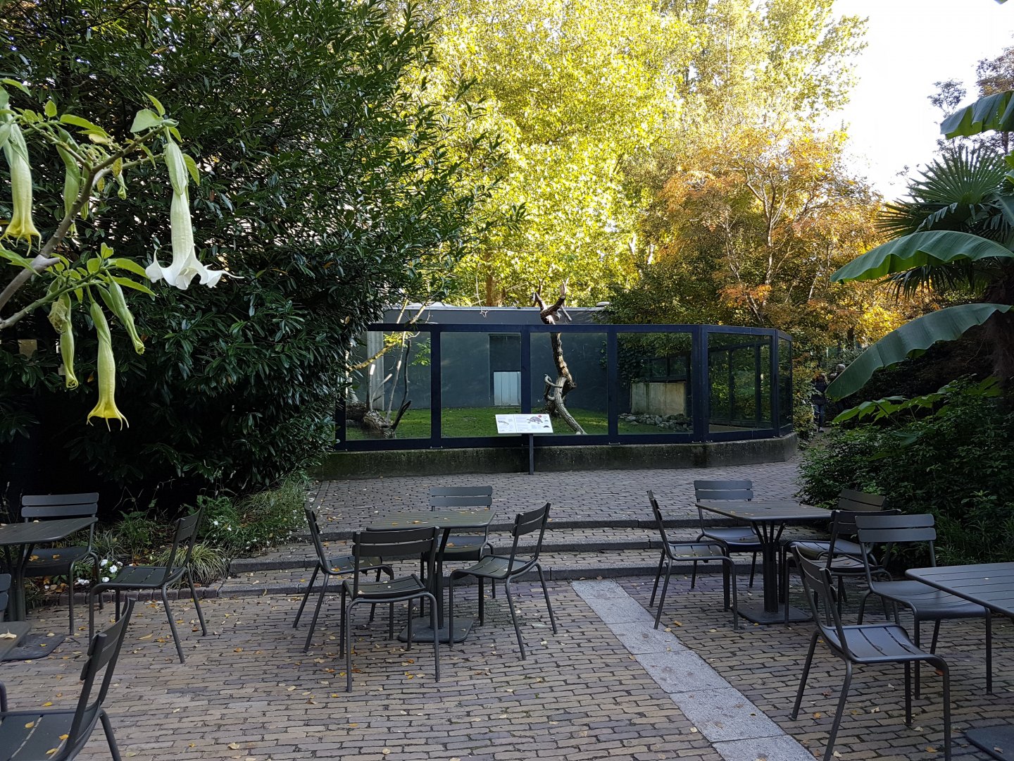 Aldabra tortoise-enclosure