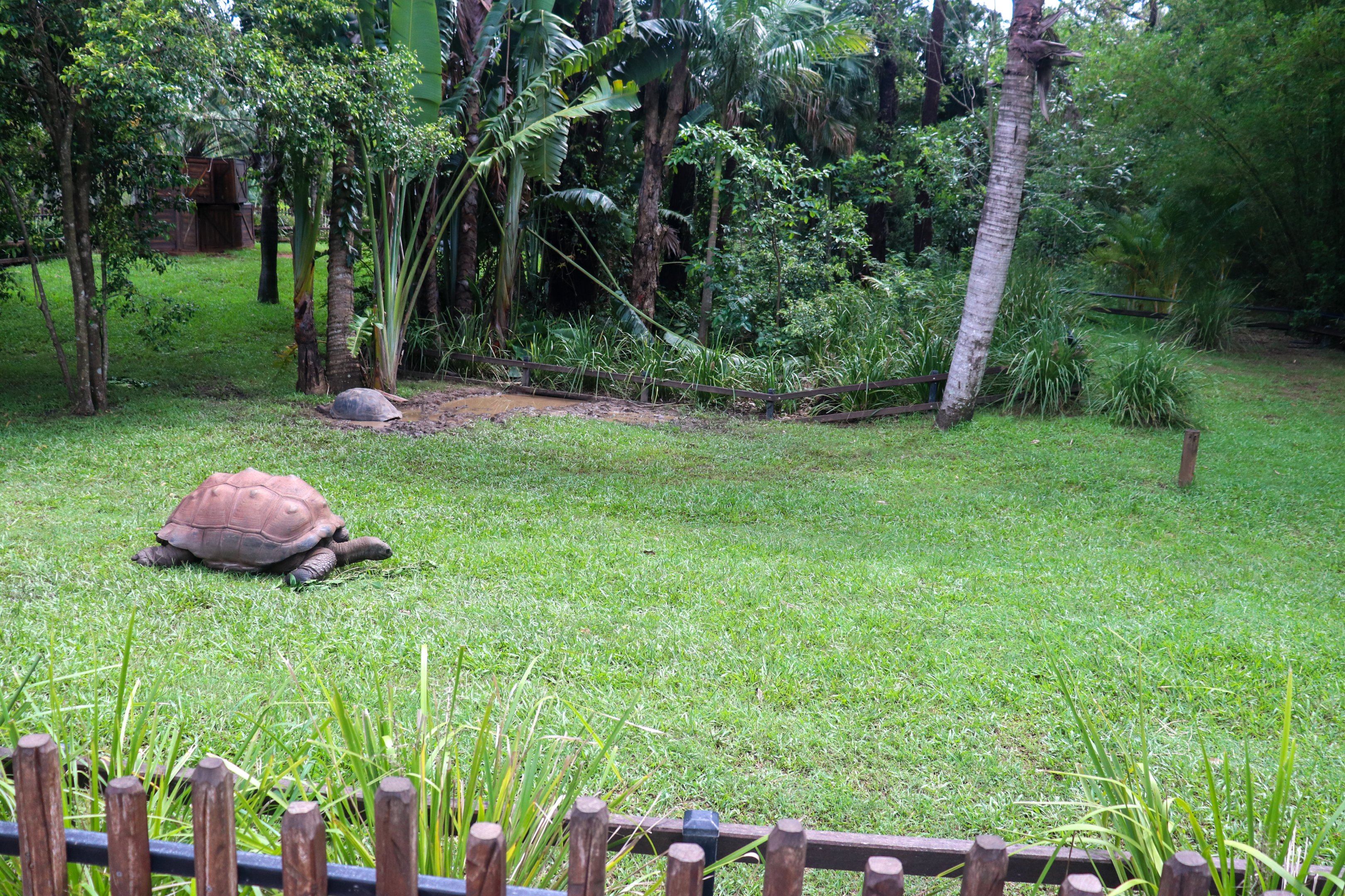 Aldabra Tortoise Enclosure