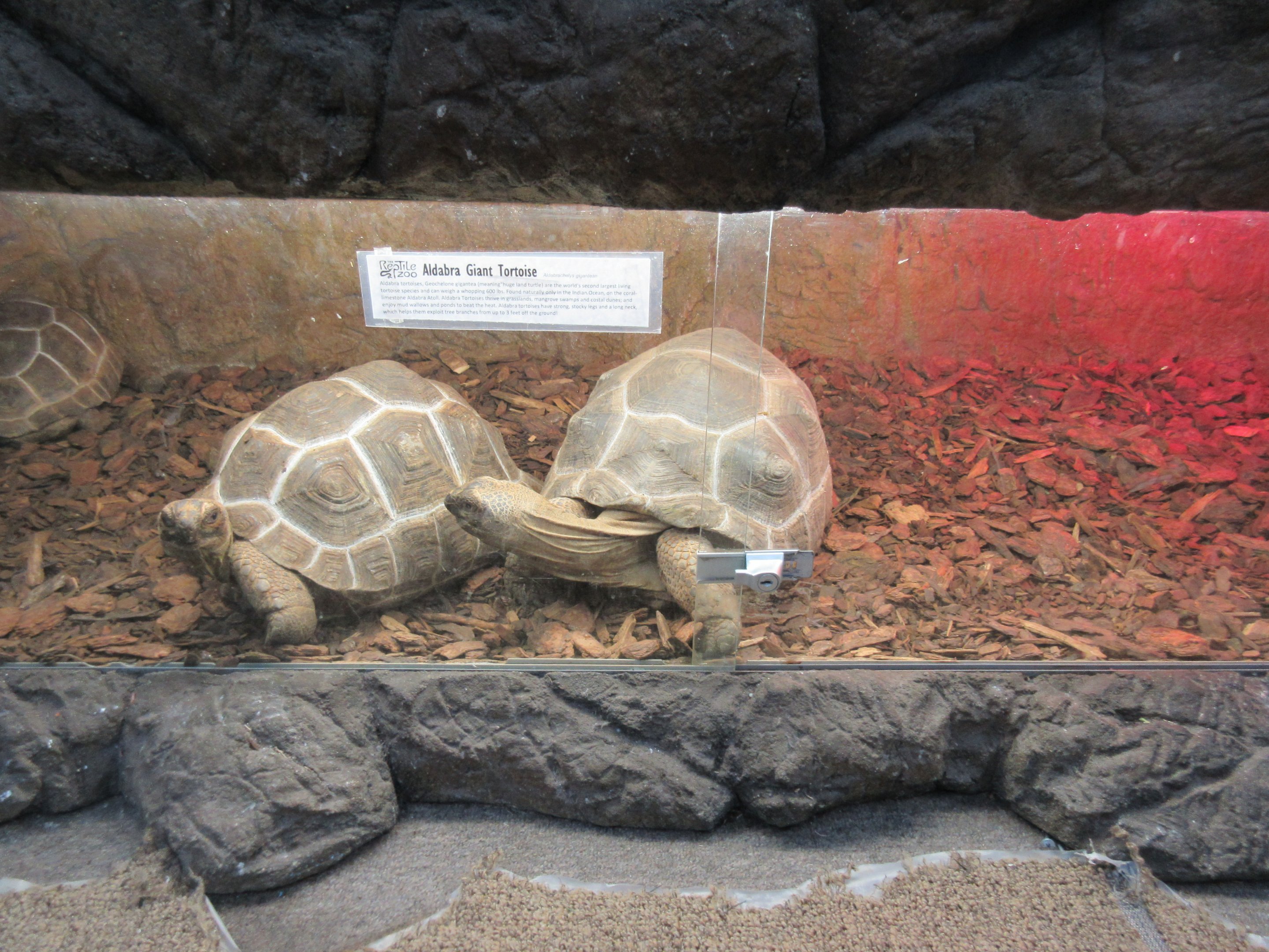 Aldabra Tortoise Exhibit (80% of exhibit is shown)