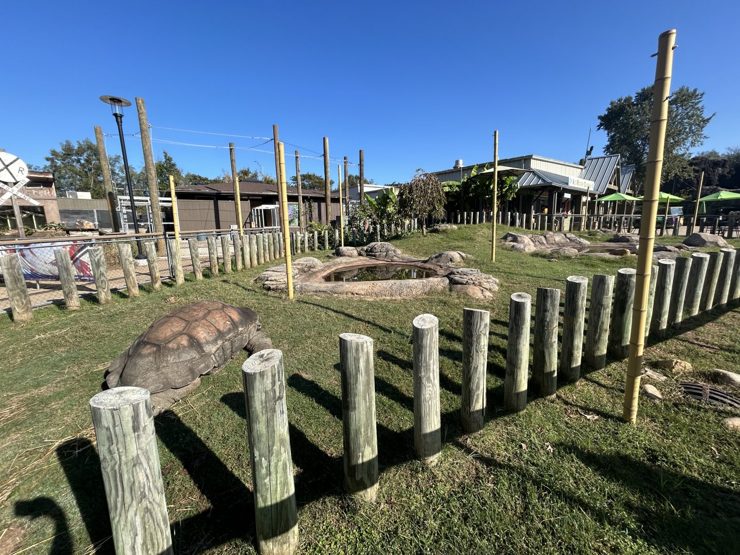 Aldabra Tortoise Exhibit - ARC