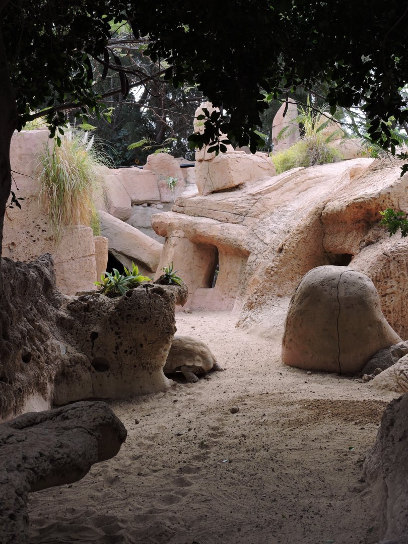 Aldabra Tortoise exhibit in Reptilarium
