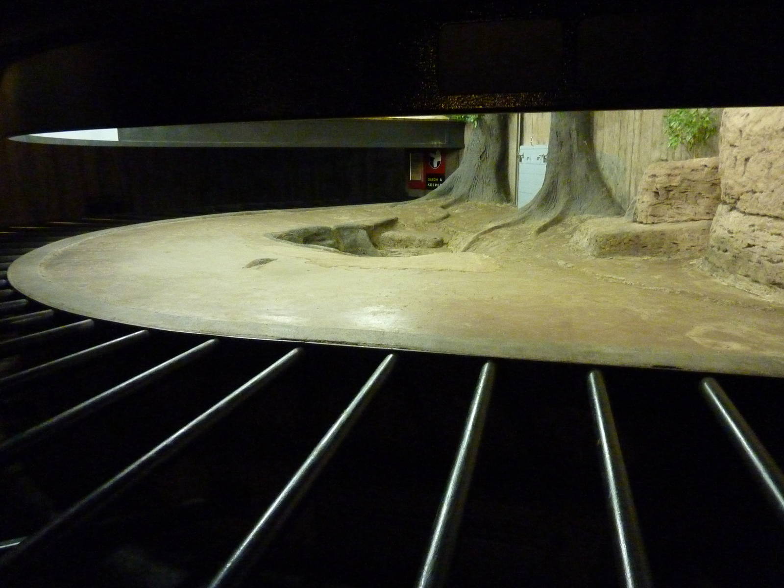 Aldabra Tortoise Exhibit - Indoors