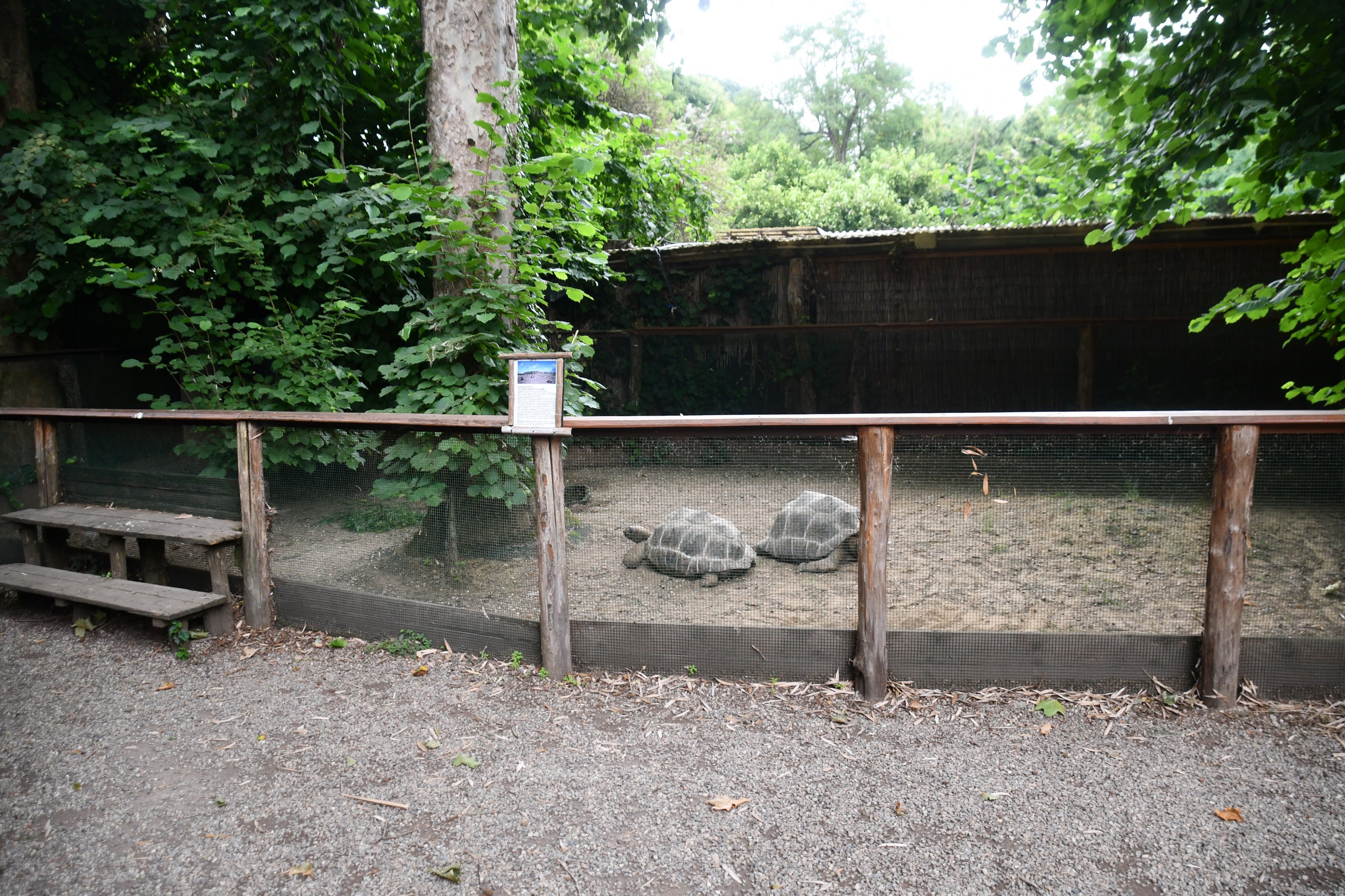 Aldabra Tortoise exhibit (start of the Tropic trail)