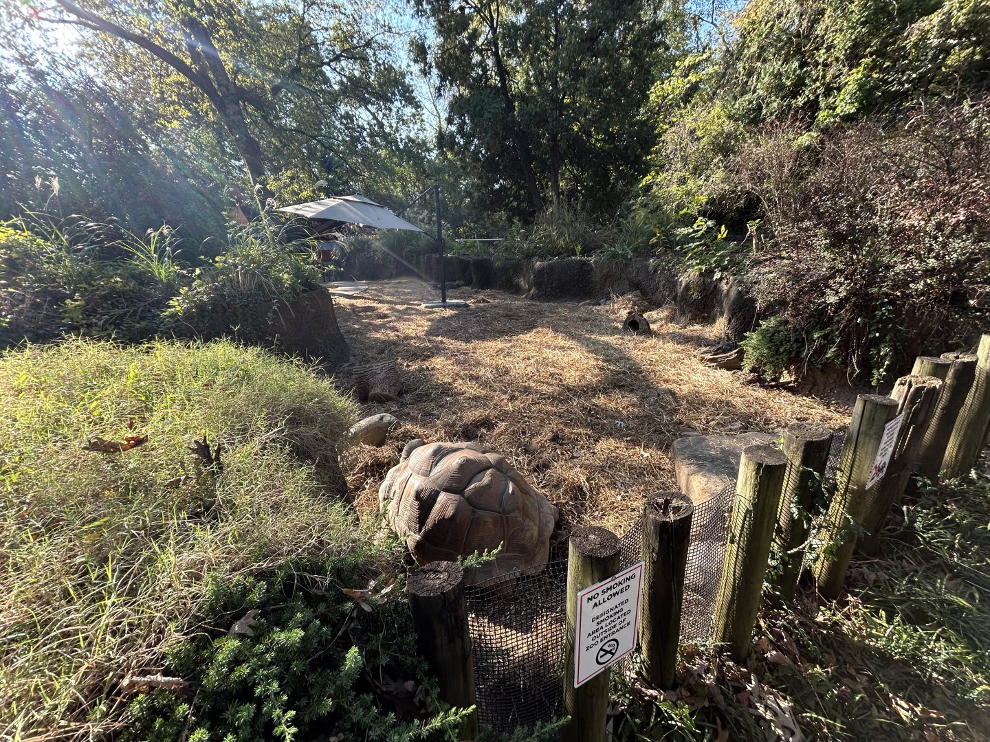 Aldabra Tortoise Exhibit (Walkthrough)