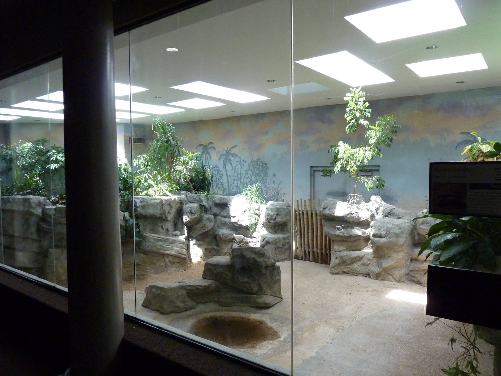 Aldabra Tortoise Exhibit