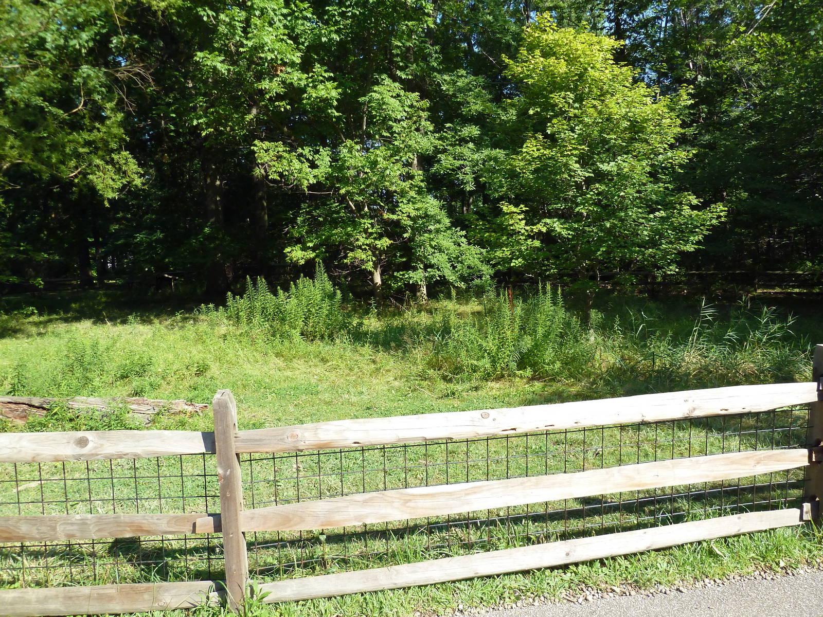 Aldabra Tortoise Exhibit