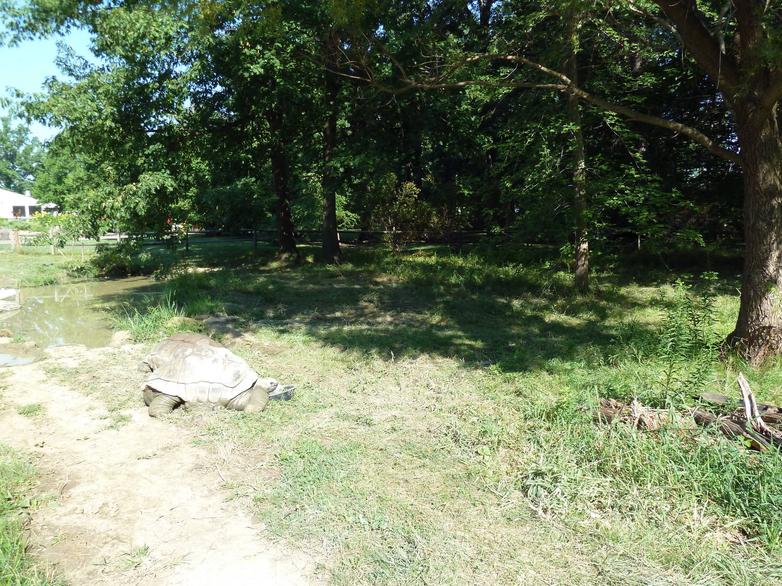 Aldabra Tortoise Exhibit