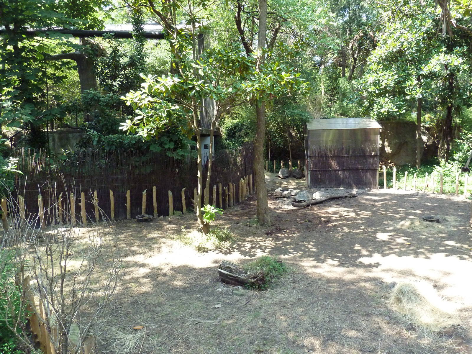 Aldabra Tortoise Exhibit