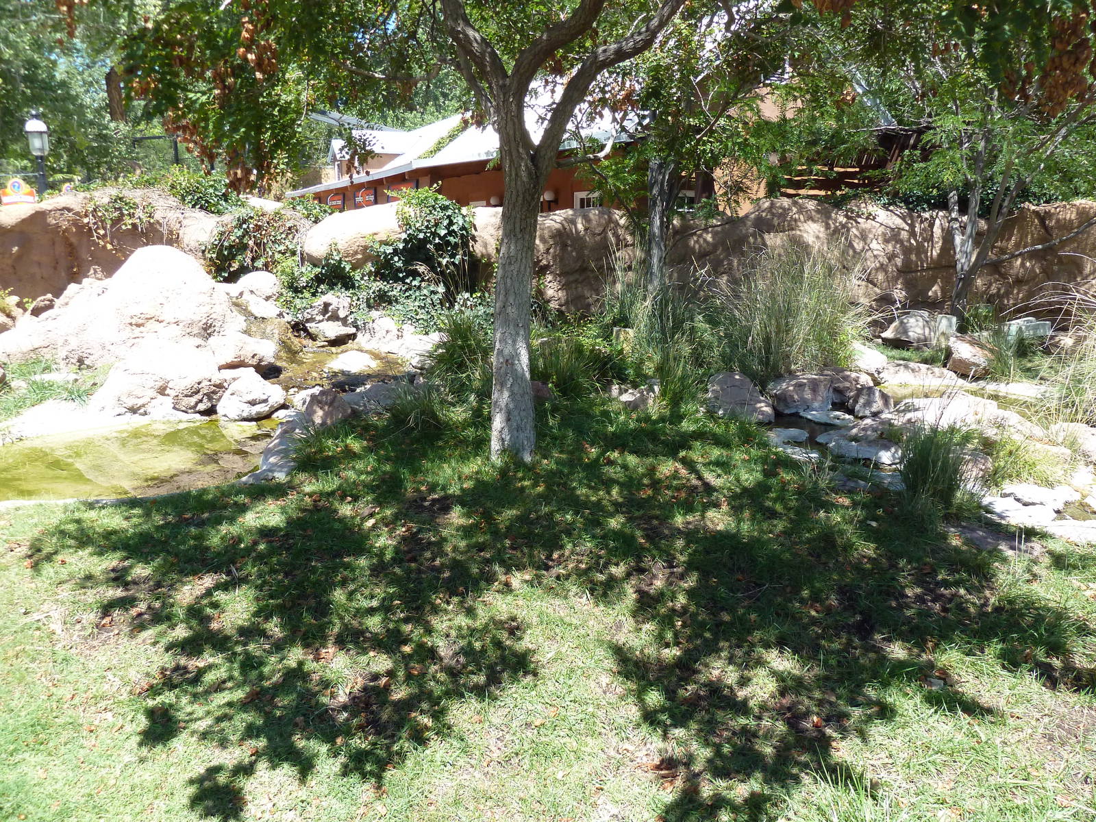 Aldabra Tortoise Exhibit