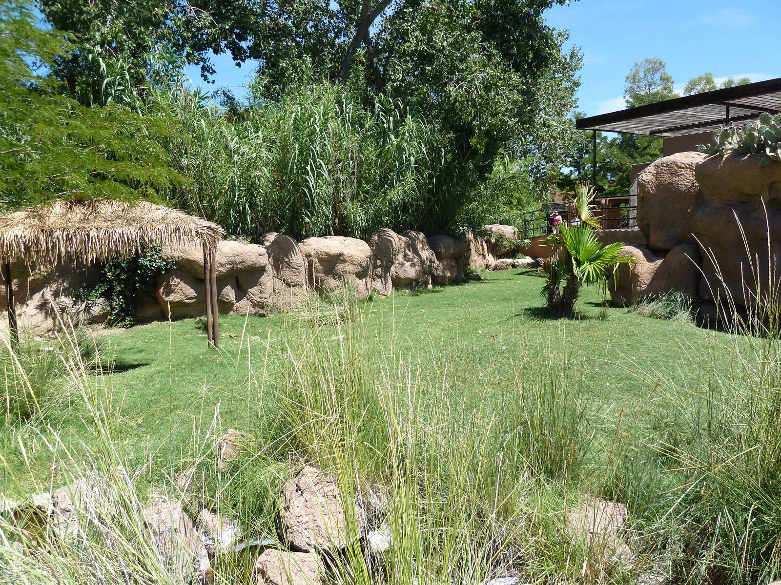 Aldabra Tortoise Exhibit