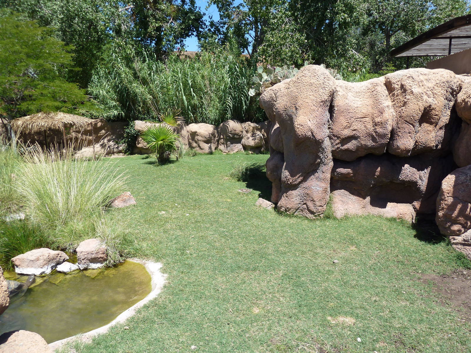 Aldabra Tortoise Exhibit