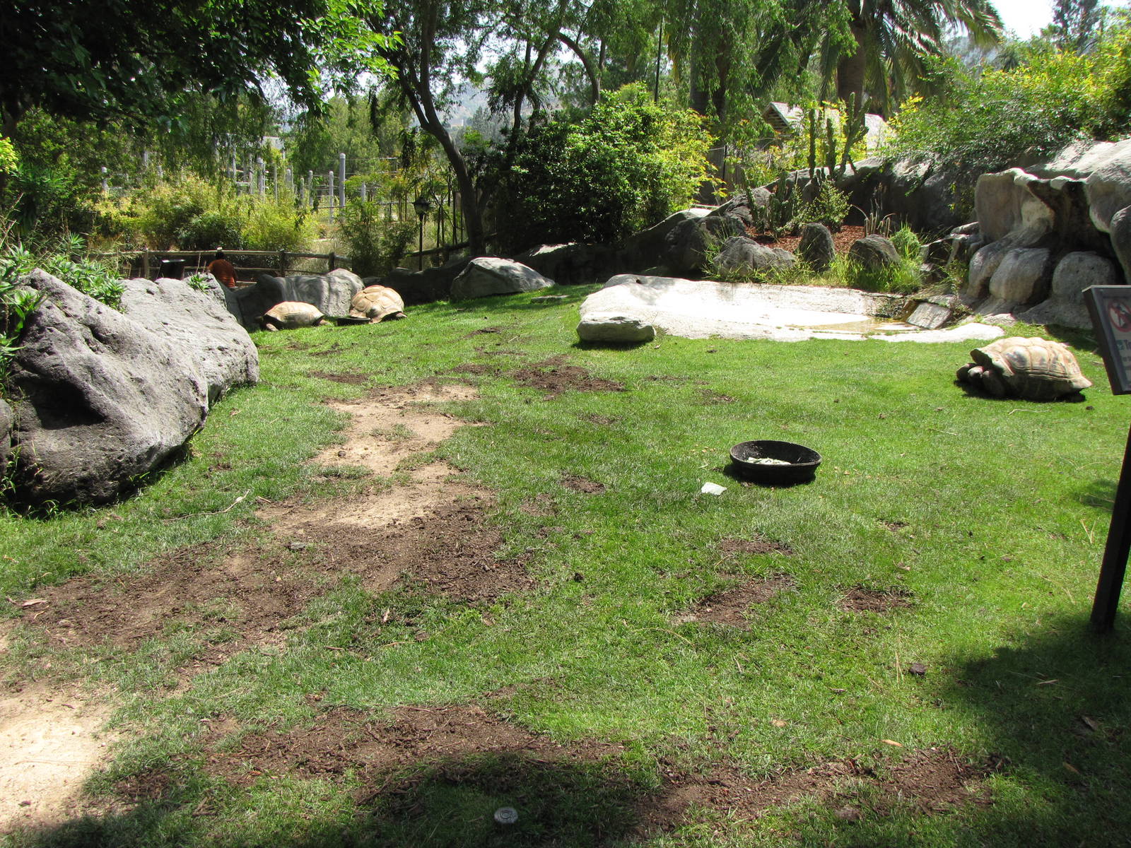 Aldabra Tortoise Exhibit