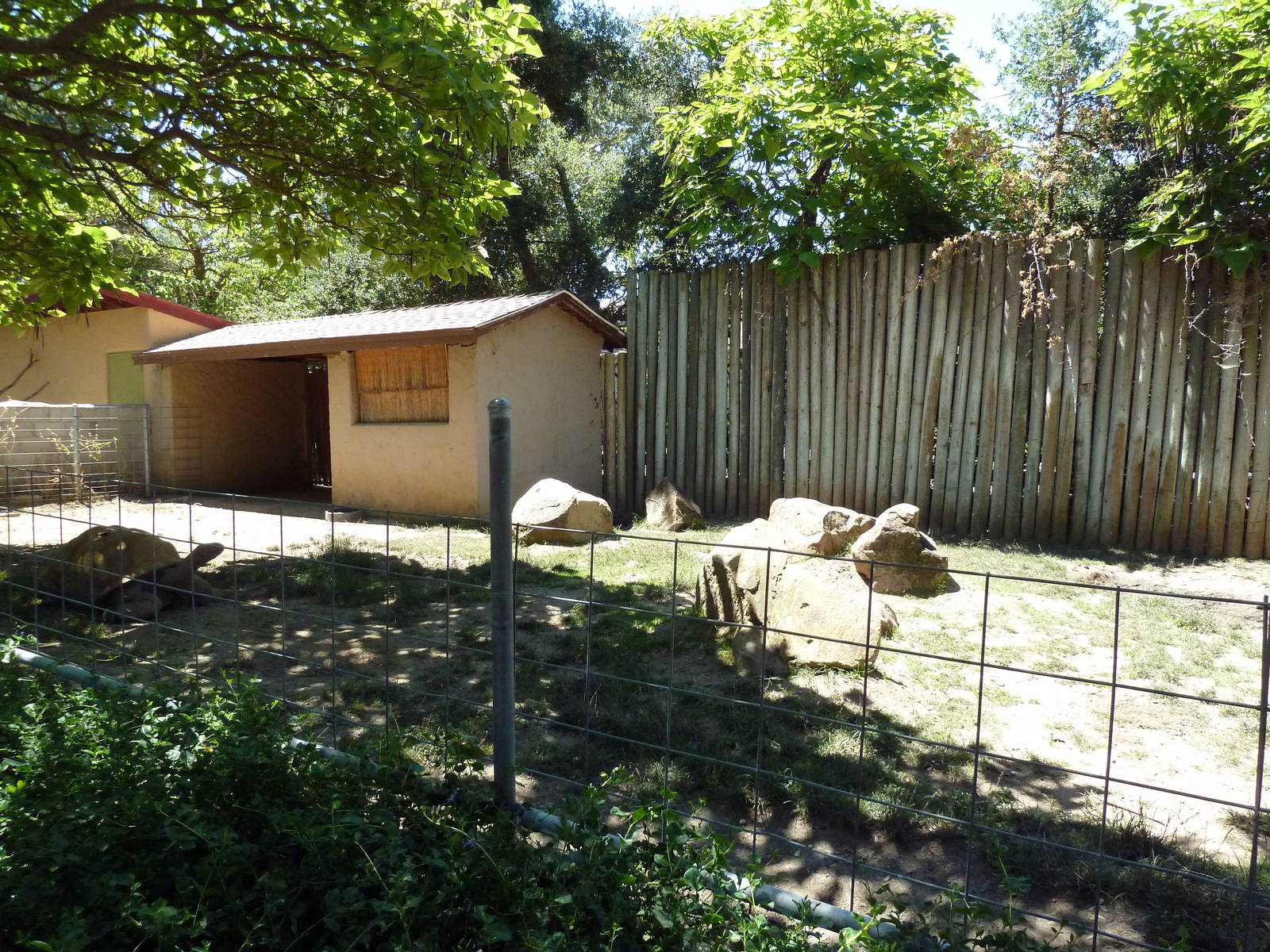 Aldabra Tortoise Exhibit