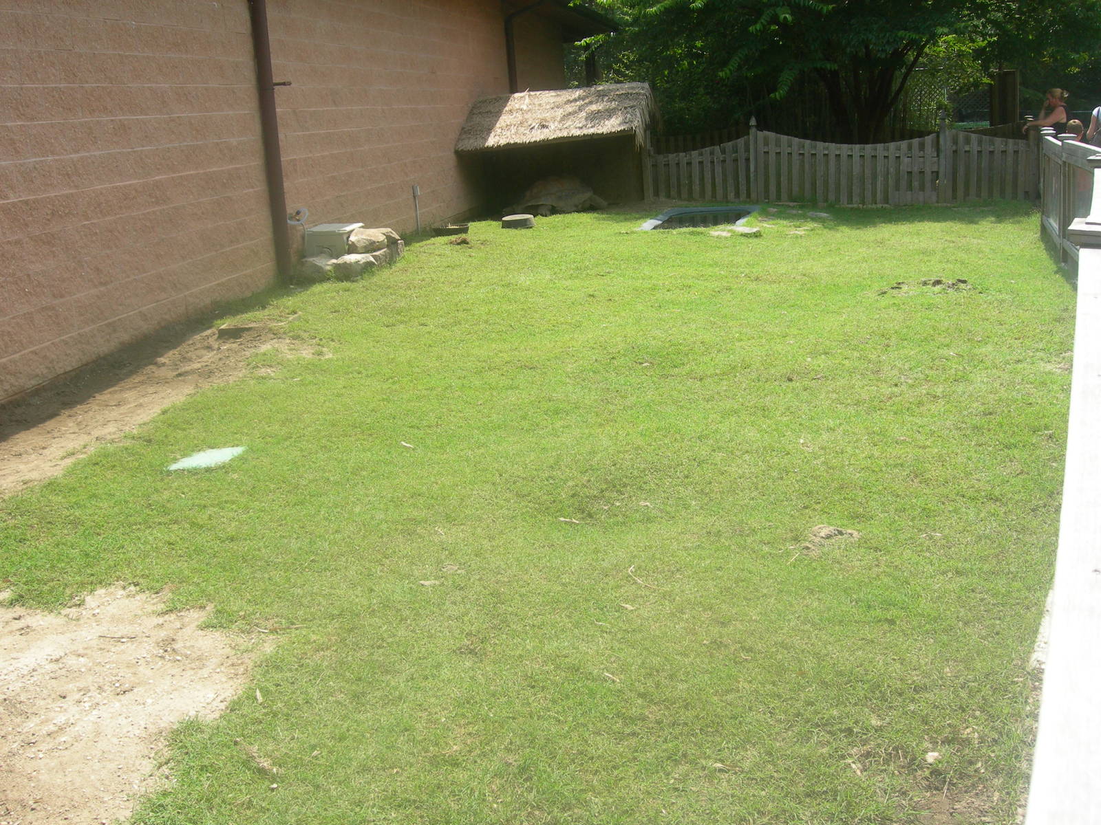 Aldabra Tortoise Exhibit