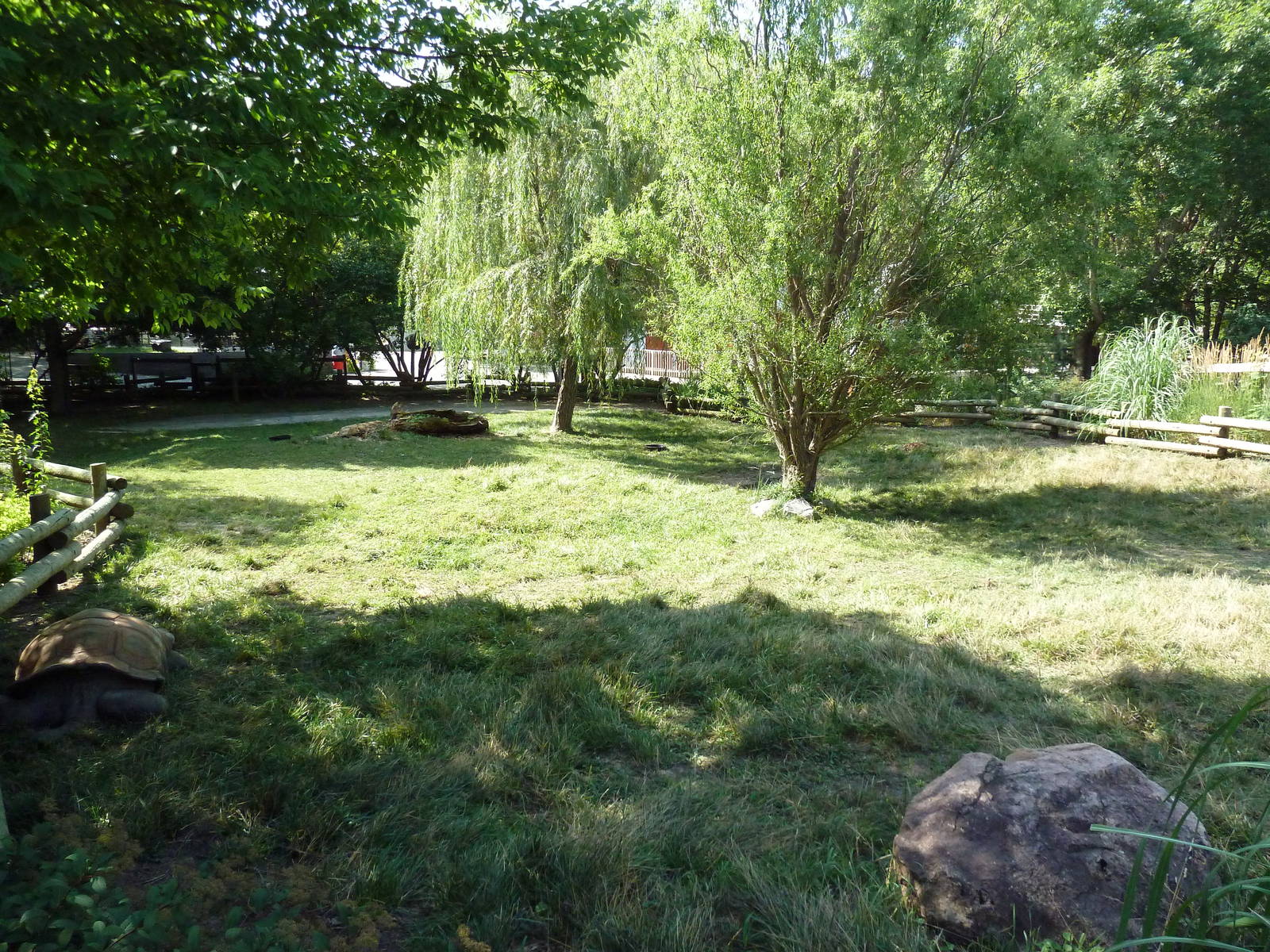 Aldabra Tortoise Exhibit