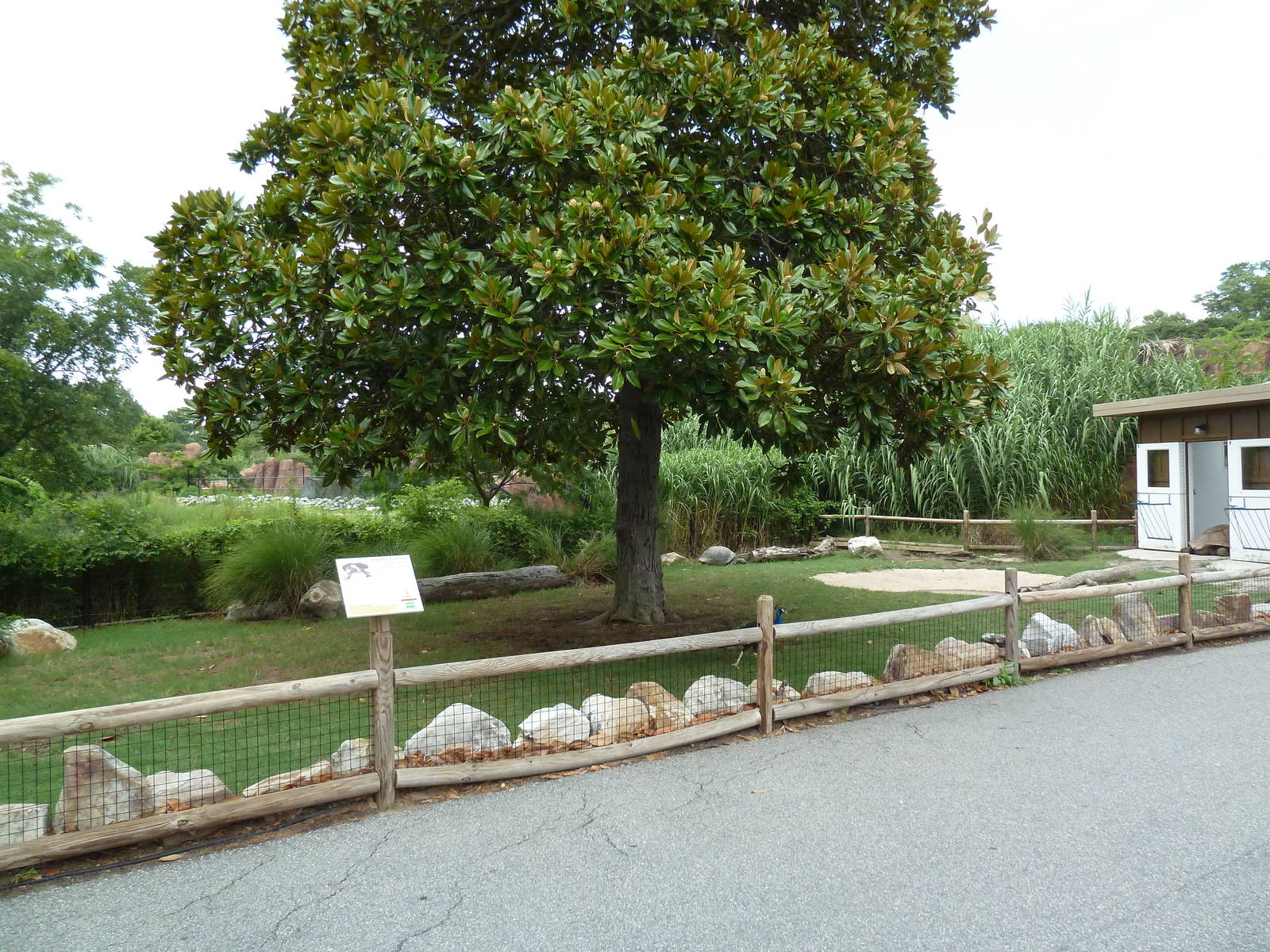 Aldabra Tortoise Exhibit
