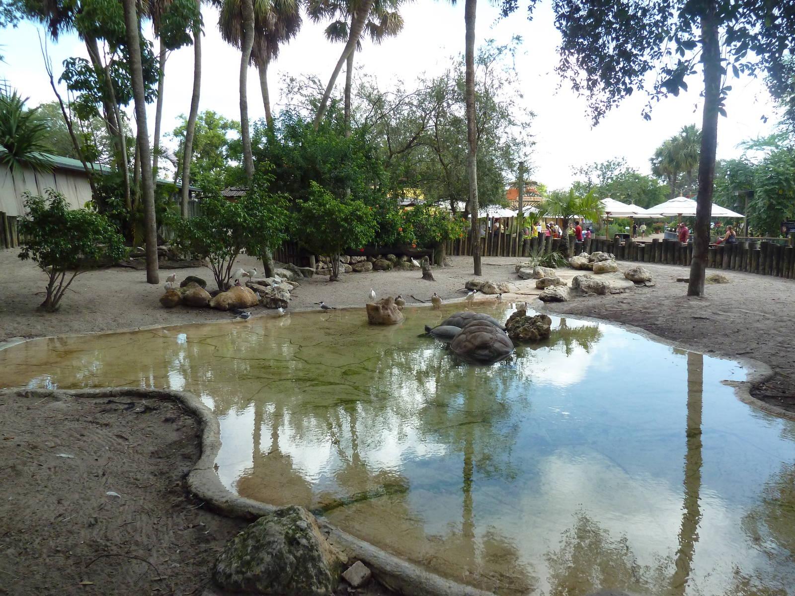 Aldabra Tortoise Exhibit
