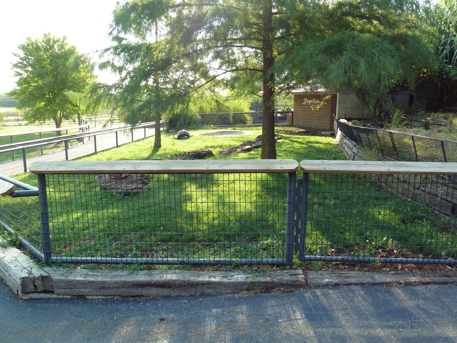 Aldabra Tortoise Exhibit