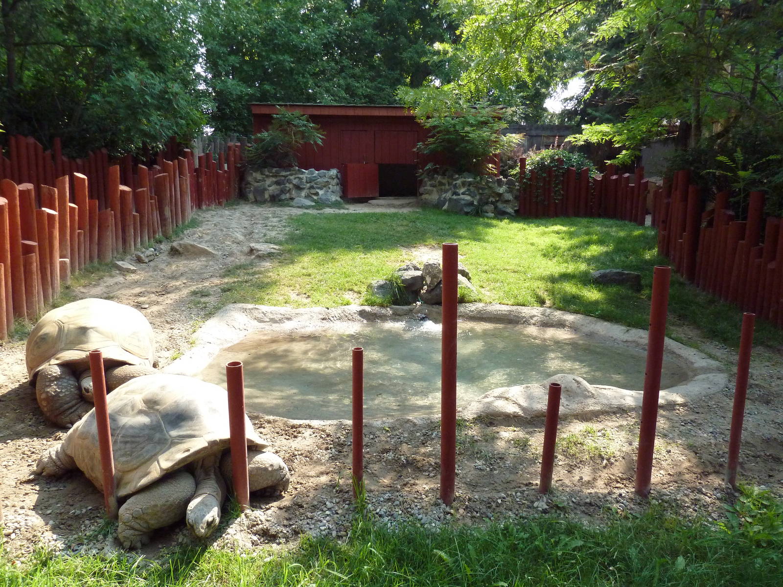Aldabra Tortoise Exhibit