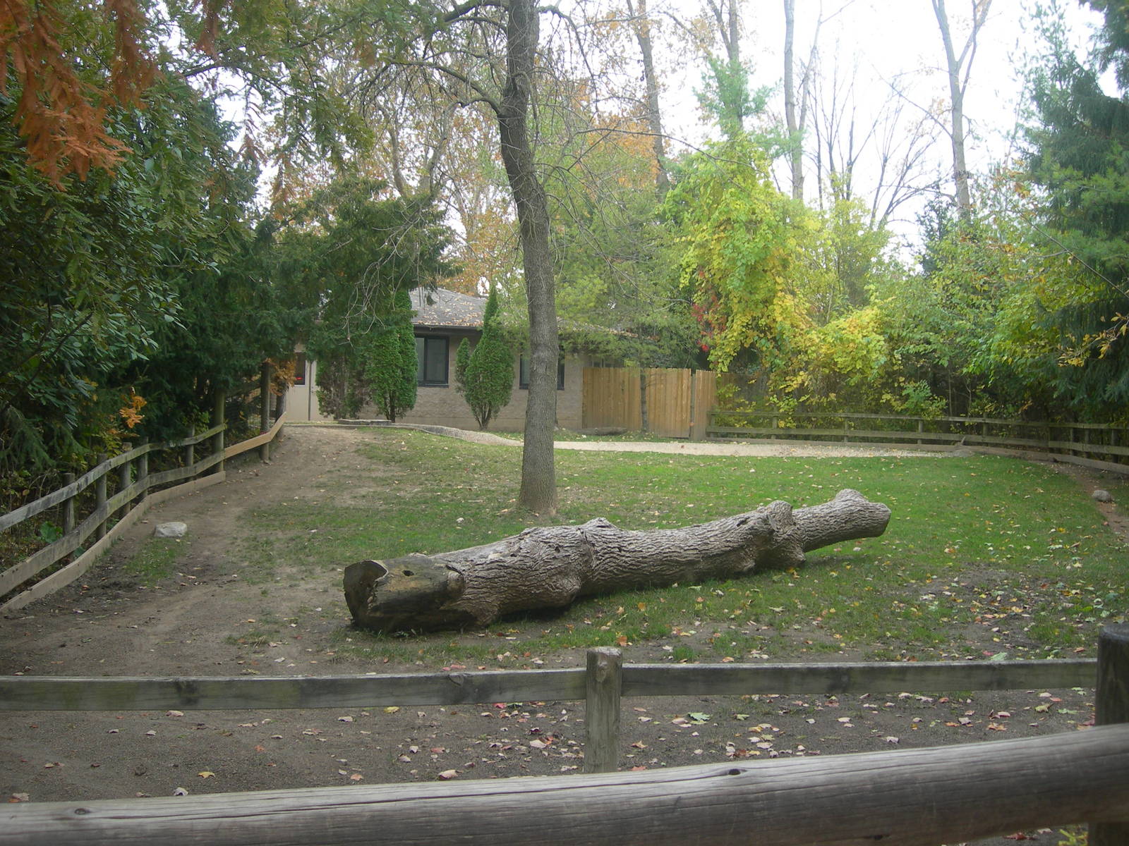 Aldabra tortoise Exhibit