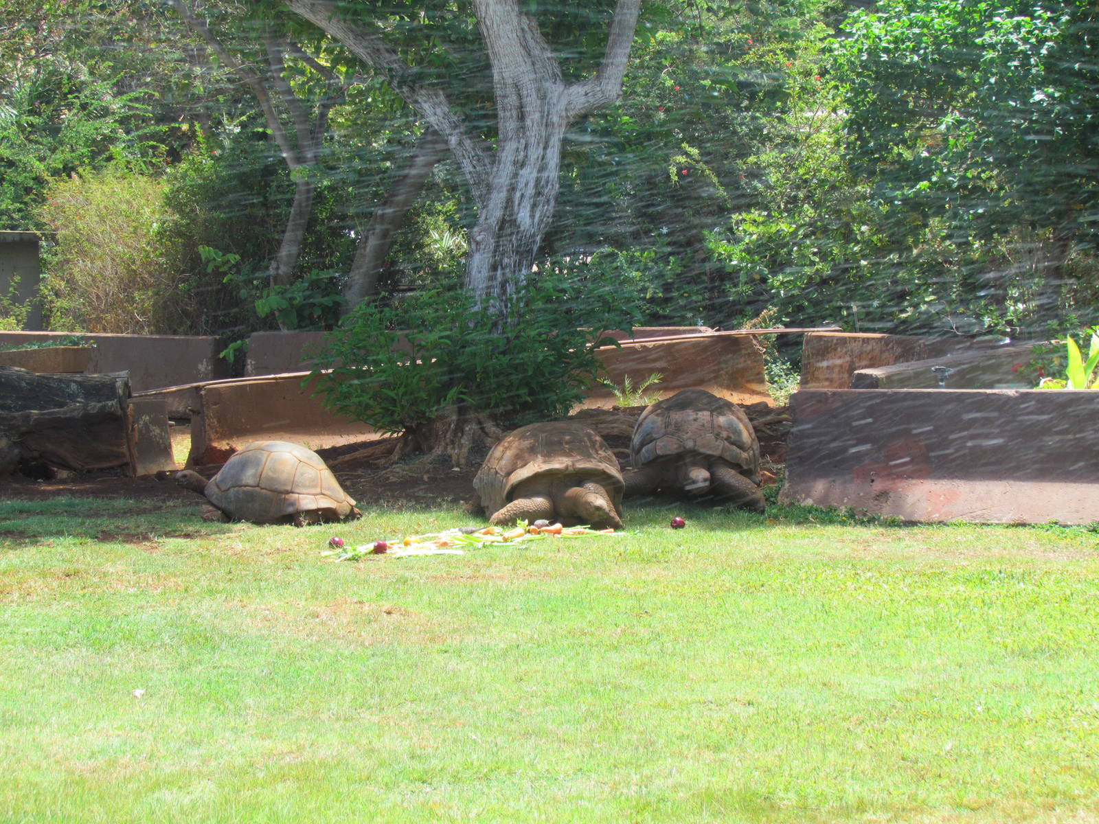 Aldabra Tortoise Exhibit