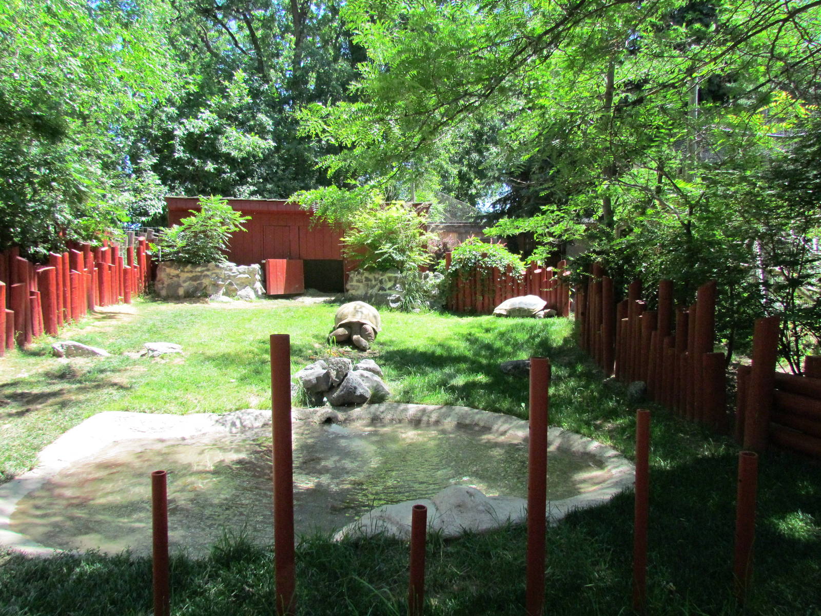 Aldabra Tortoise Exhibit