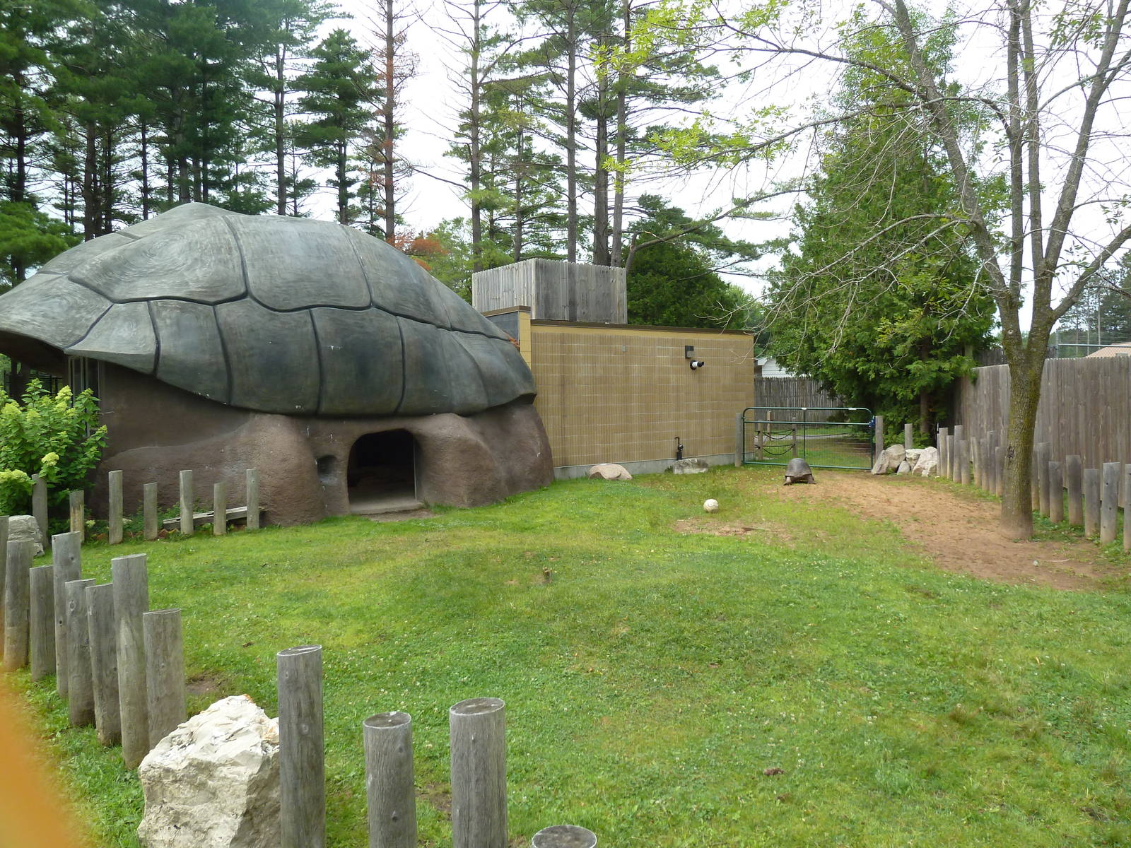 Aldabra Tortoise Exhibit