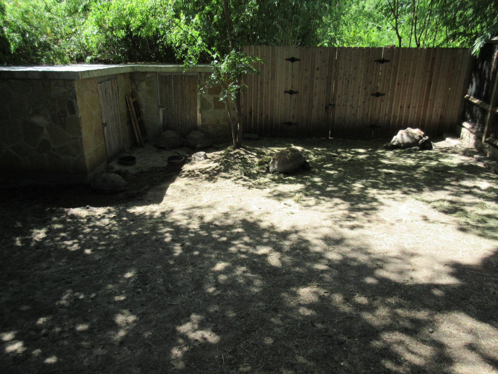 Aldabra Tortoise Exhibit