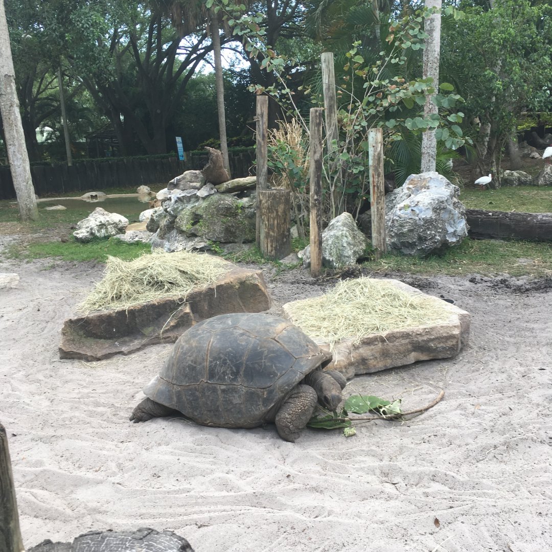 Aldabra Tortoise Exhibit