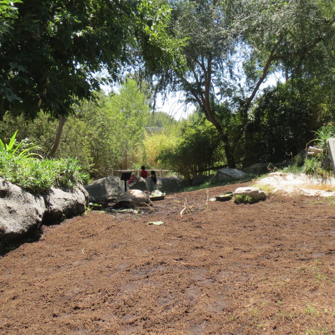 Aldabra Tortoise Exhibit