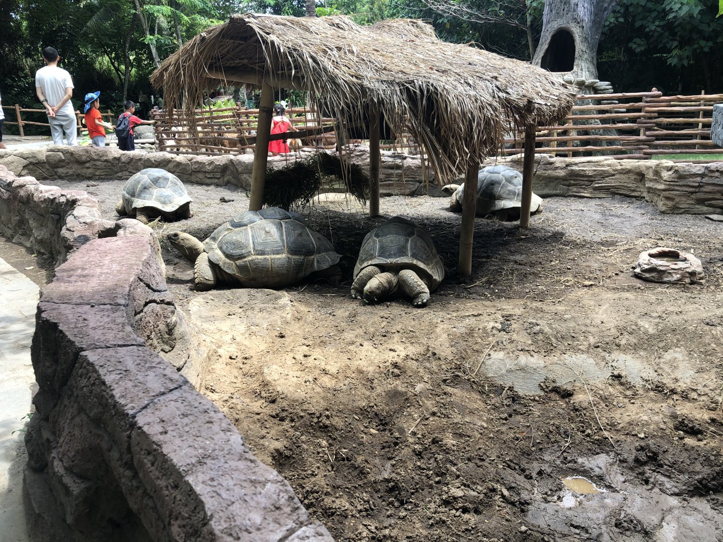 Aldabra Tortoise Exhibit
